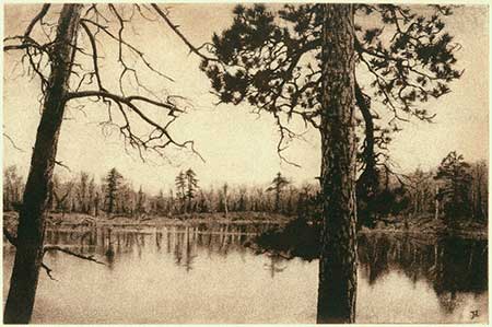 Red Pine — solarplate etching, 8x12